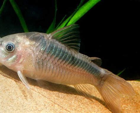 Коридорас рабо (Corydoras rabauti), аквариумные рыбки