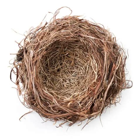 20+ Nest Photos