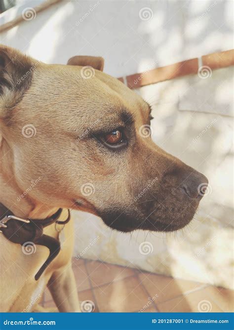 Cute Pitbul Dog In Shelter Cage With Sad Crying Eyes And Pointing Nose