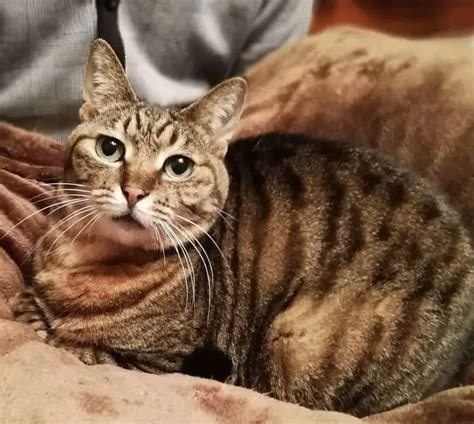 25 Brown Tabby Cat Names