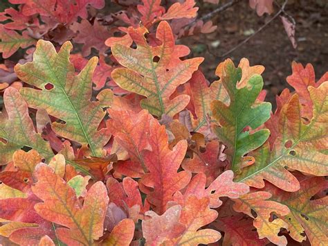 columnar oaks ideal  small yards  wildlife ferns feathers