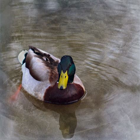 Duck | Textures thanks to Ellenvd for numbers6, 40 and 5 :) | Flickr