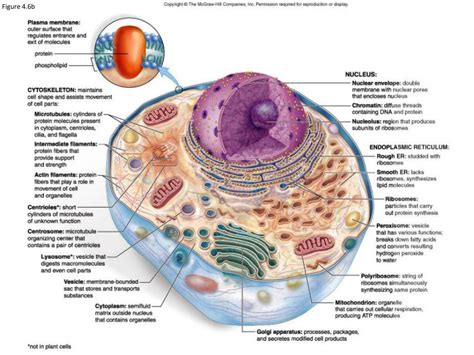 PPT - Cellular Classification & Organelles: A Look at the Endomembrane ...