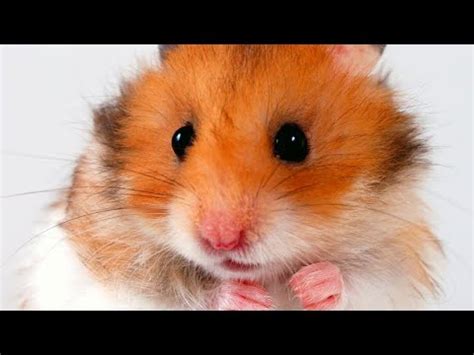 Маленькие симпатичные ХОМЯЧКИ - YouTube