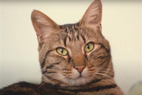 ‘Inside the Mind of a Cat’ | Decider | Where To Stream Movies & Shows