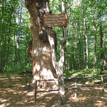 Заповедник Кодры - Интересная Молдова