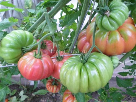 Томат Грибное лукошко: описание сорта, ОТЗЫВЫ (41), фото | tomatland.ru