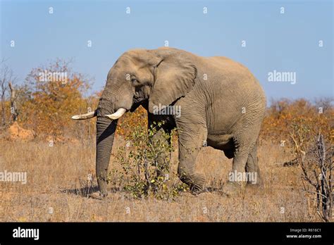 african bull elephant stock photo alamy
