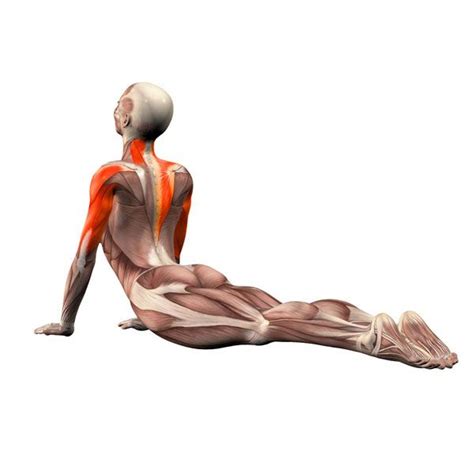 Cobra pose - Bhujangasana - Yoga Poses | YOGA.com | Yoga muscles, Yoga ...