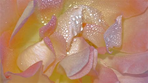 Petrichor: Why Humans Love the Smell of Rain | Atmos