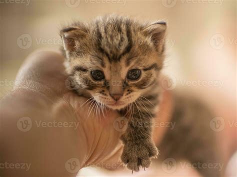 one young domestic striped cat Felis catus looks cute 27827451 Stock