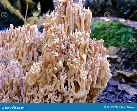 Wild Mushroom Represents Coral Reef Stock Photo - Image of forest, nature: 161835774