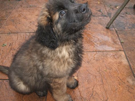 Leonberger Puppies For Sale In Ga : Leonberger puppy for sale near ...