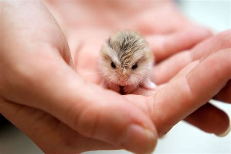 DK's Diary: Hamster Hewan yang Lucu dan Gemesin