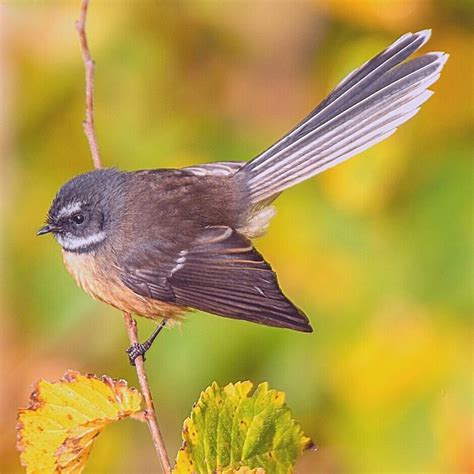 nz fantail piwakawaka kohab bird guide kohab