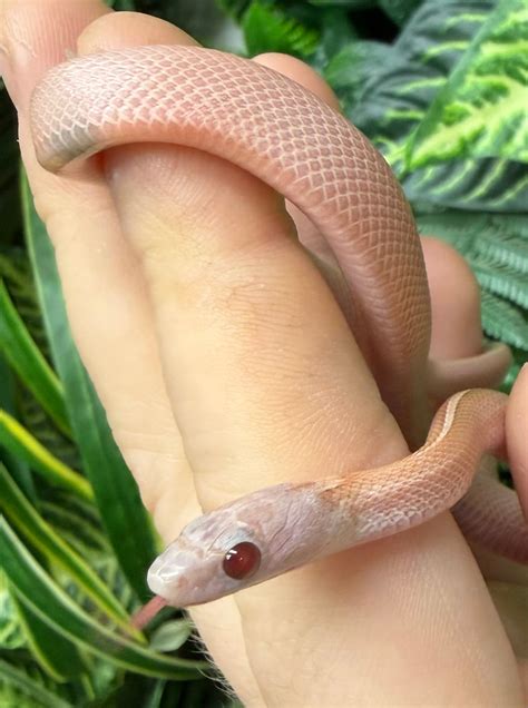 Snakes For Sale | Current Stock List | Talk To Our Experts — The