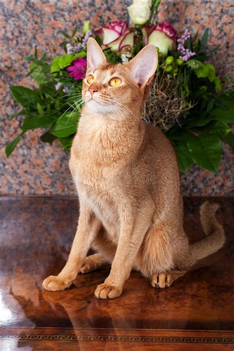 A Sorrel Female Abyssinian Cat On A Brown Table Stock Photo - Image of ...