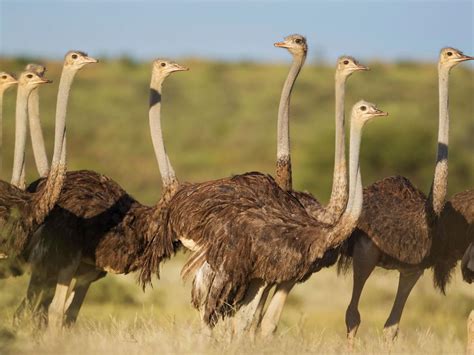 Female Ostriches (Male vs Female Identification) | Birdfact