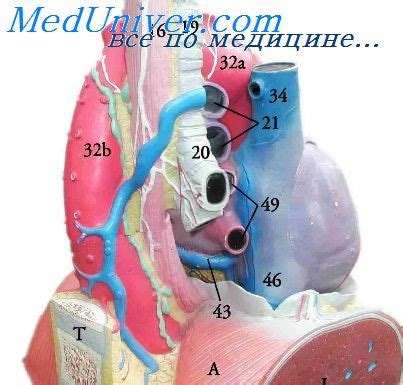 Опухоли и кисты средостения. Лучевые методы исследования средостения