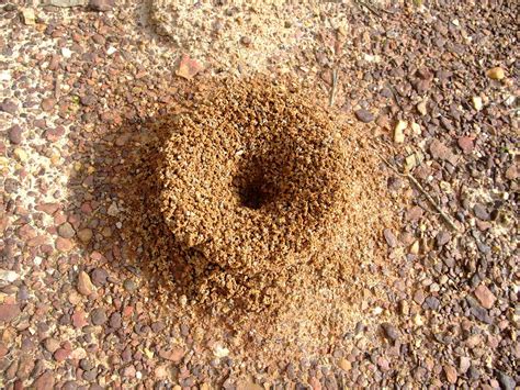 Anthill Ant Insect - Free photo on Pixabay