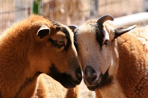 sheep morning bray farm