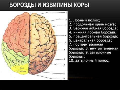 Синдромы поражения головного и спинного мозга - презентация онлайн
