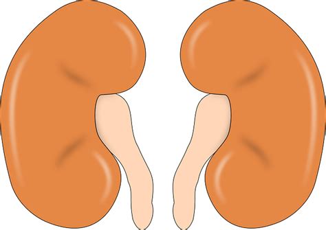 bean shaped organs facts functions  kidney failure  hope