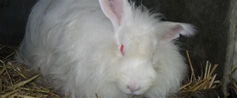 lapin angora style - Des Tricots Tres Mimie