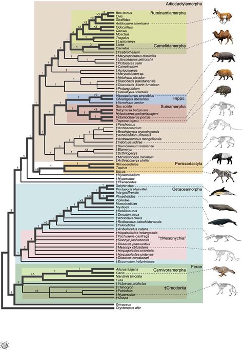 Relationships of Cetacea (Artiodactyla) Among Mammals: Increased Taxon Sampling Alters ...