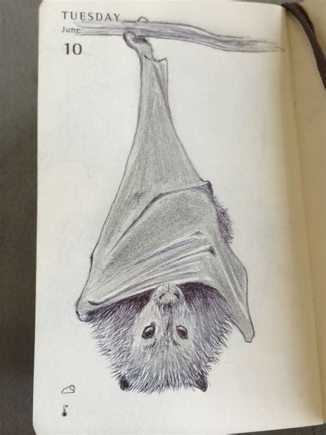 how to draw a fruit bat