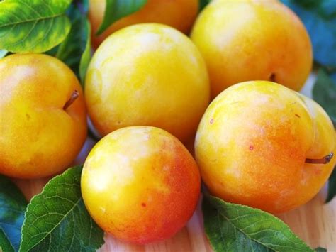 22 Types of Plums (Different Varieties) - Insanely Good