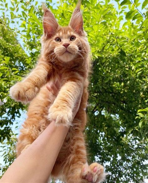Справжні Львята, кошенята Мейнкун: 28 000 грн. - Коти Бердичів на Olx