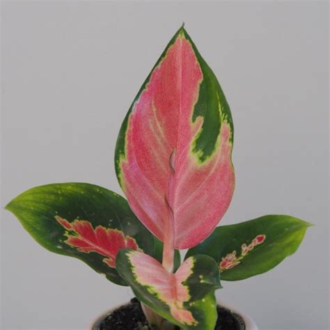 Aglaonema ‘Red Dragon’ malá | Červená pokojová rostlina - plantizia