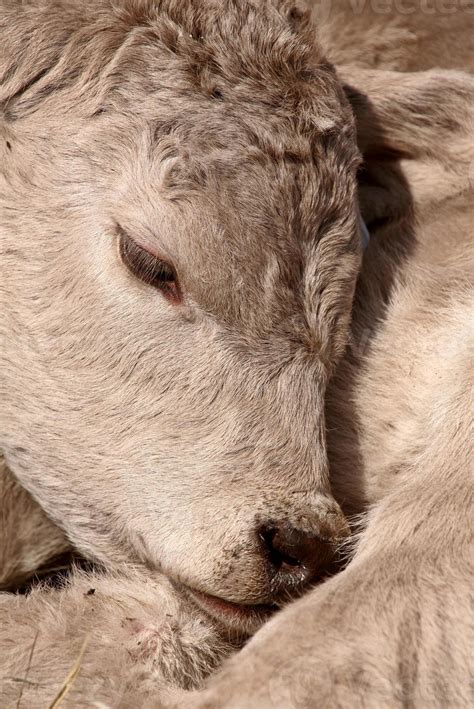 Young Calf sleeping on its shoulder 6253796 Stock Photo at Vecteezy