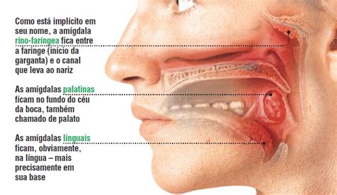 Para Que Serve A Amigdala - Para que servem as amígdalas? | Super