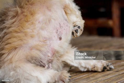 Pele Do Cachorro Descamando E Pelo Caindo - Foto de Dermatite Em Cachorro Estratificação De Pele E Pelo De Cachorro ...