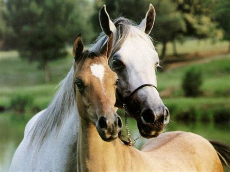 le cheval