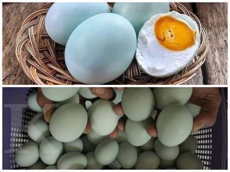 telur bebek sumber nutrisi super   manfaat  jarang diketahui