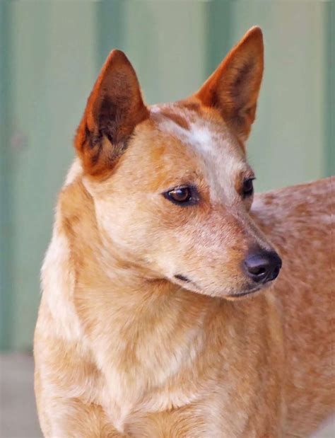 Queensland Heeler No Tail