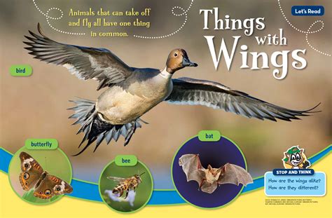 wings nwf ranger rick