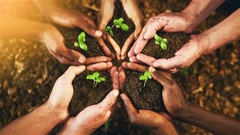 How Can We Plant Trees? Join the Green Revolution Today!