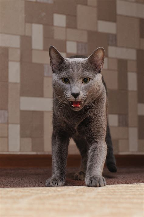 Free Images : view, animal, pet, fur, kitten, fauna, pets, whiskers