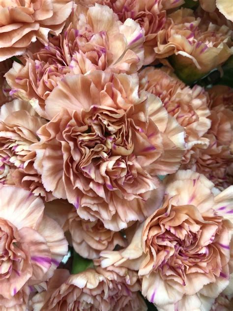 Купить «Диантусы капучино с карамелью» с доставкой в Чите - «Flowers World»