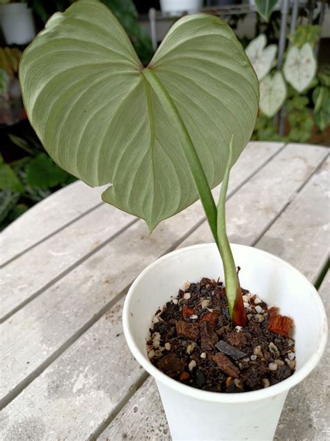 Philodendron mamei, Furniture & Home Living, Gardening, Plants & Seeds ...
