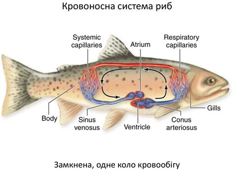 Порівняння будови кровоносної системи хребетних тварин. Практична ...