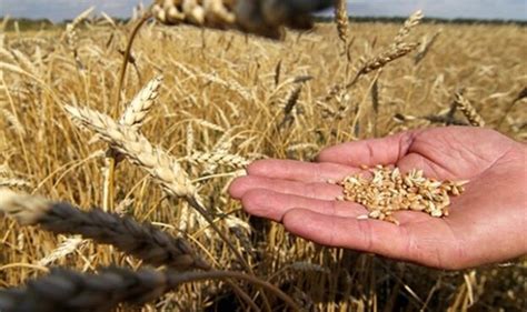 Україна суттєво скоротила експорт пшениці – AgroNews