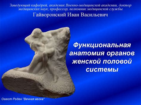 Функциональная анатомия органов женской половой системы - презентация ...