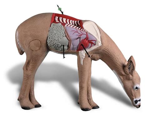 understanding  anatomy   deer isportsman usa isportsman usa