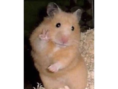 Chia sẻ hơn 86 về hình chuột hamster mới nhất - coedo.com.vn