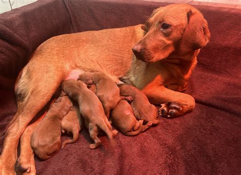 Fox Red Labrador puppies Liverpool